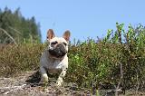 BOULEDOGUE FRANCAIS 100
